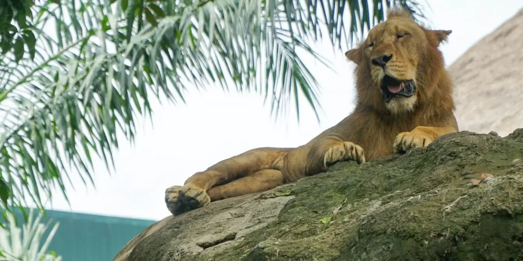 The Zoo is for big kids too - visit Bali Safari & Marine Park